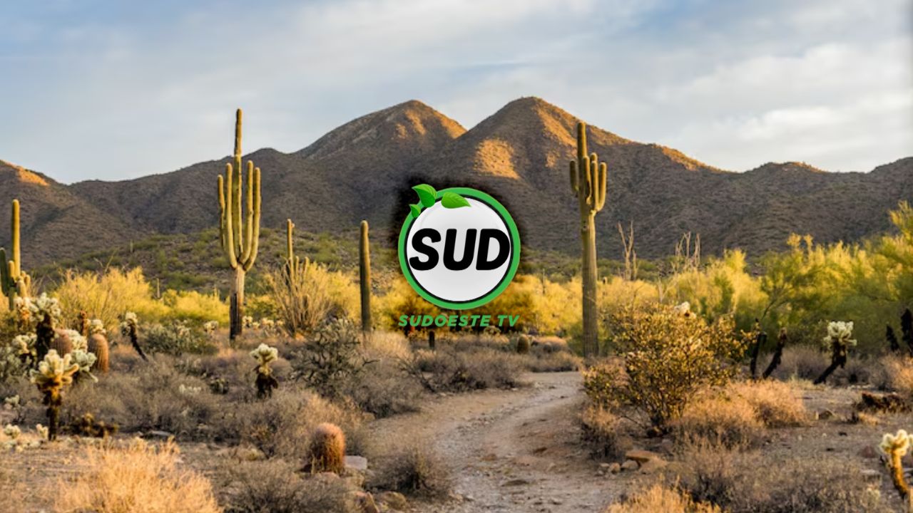 Sud TV | 2025 | 039